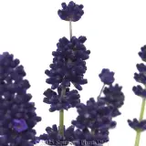 English Lavender - Detail photo