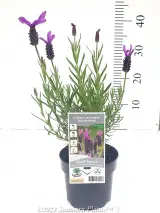 Italian Lavender - Alt