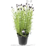 Lavender Big Bird - Product photo