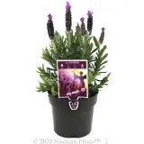 Lavender La Diva Big Night - Plant photo