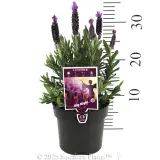 Lavender La Diva Big Night - Product photo