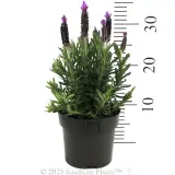 Lavender La Diva Big Night - Reference photo