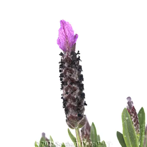 Lavender La Diva Big Night