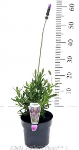 French lavender - Primary