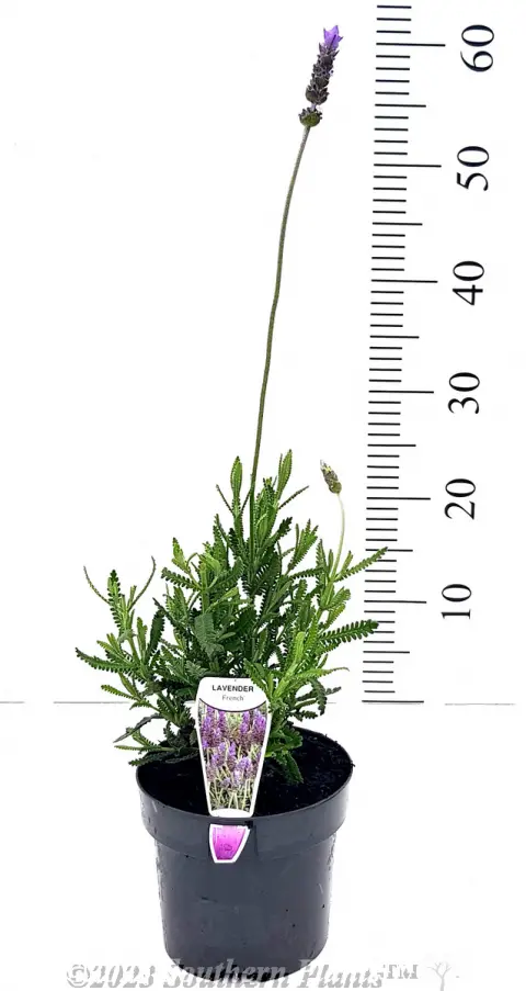 French lavender
