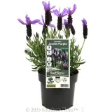 Lavender Javelin Forte Deep Purple - Plant photo