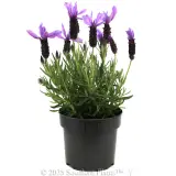Lavender Javelin Forte Deep Purple - Alternate photo