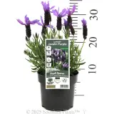 Lavender Javelin Forte Deep Purple - Product photo