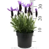 Lavender Javelin Forte Deep Purple - Reference photo