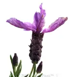 Lavender Javelin Forte Deep Purple - Detail photo