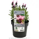 Spanish Pink Lavender - Plant photo