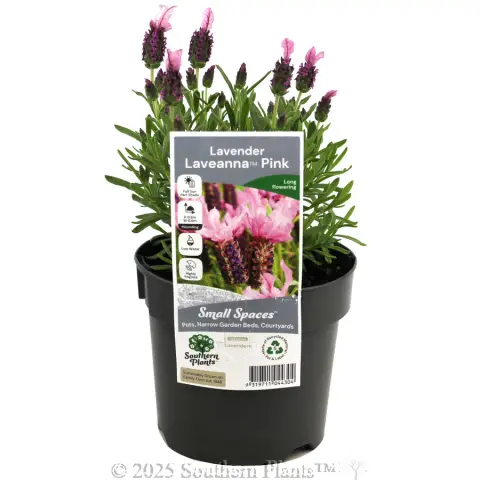 Spanish Pink Lavender