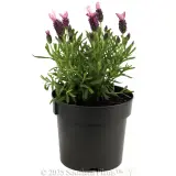 Spanish Pink Lavender - Alternate photo