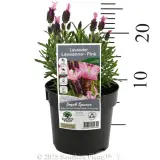 Spanish Pink Lavender - Product photo