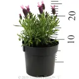Spanish Pink Lavender - Reference photo