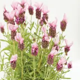 Spanish Pink Lavender - Plant photo