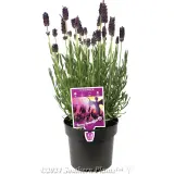 Lavender La Diva Berry Beautiful - Plant photo