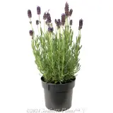 Lavender La Diva Berry Beautiful - Alternate photo