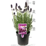 Lavender La Diva Berry Beautiful - Product photo
