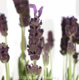 Lavender La Diva Berry Beautiful - Detail photo