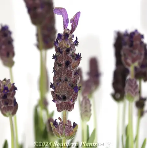 Lavender La Diva Berry Beautiful