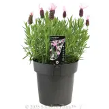 Lavender Pink Queen - Plant photo