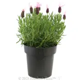 Lavender Pink Queen - Alternate photo
