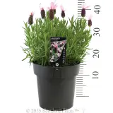 Lavender Pink Queen - Product photo