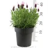 Lavender Pink Queen - Reference photo