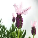Lavender Pink Queen - Detail photo