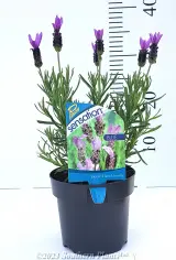 Lavender Sensationš Blue - Alt