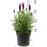 Lavender Sensation™ Rose - Reference photo