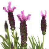 Lavender Sensation™ Rose - Detail photo