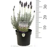 Lavender Silverado - Product photo