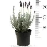 Lavender Silverado - Reference photo