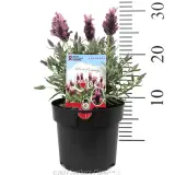 Lavandula Silver Lining Love - Product photo