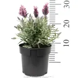 Lavandula Silver Lining Love - Reference photo