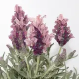 Lavandula Silver Lining Love - Detail photo