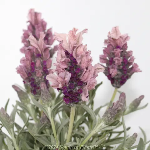 Lavandula Silver Lining Love