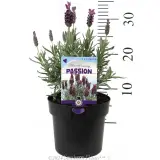 Lavandula Silver Lining Passion - Product photo