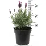 Lavandula Silver Lining Passion - Reference photo