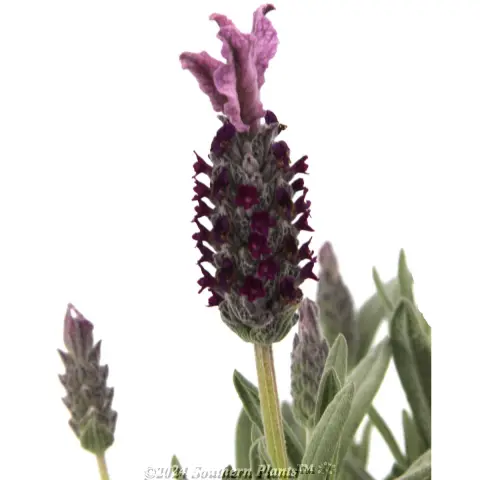 Lavandula Silver Lining Passion