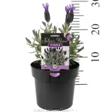 Lavandula Silver Posie Purple - Product photo