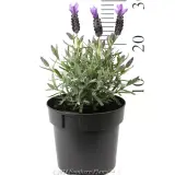 Lavandula Silver Posie Purple - Reference photo