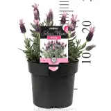 Lavandula Silver Posie Rose - Product photo