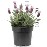 Lavandula Silver Posie Rose - Reference photo