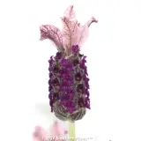 Lavandula Silver Posie Rose - Detail photo