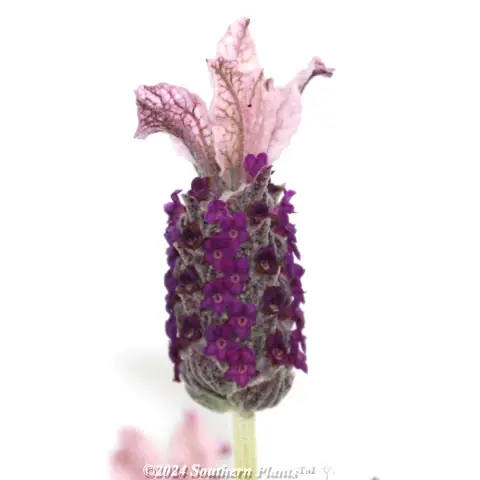 Lavandula Silver Posie Rose