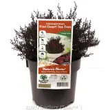 Kiwi Teatree - Plant photo