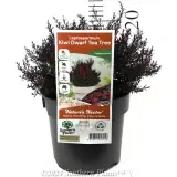 Kiwi Teatree - Product photo